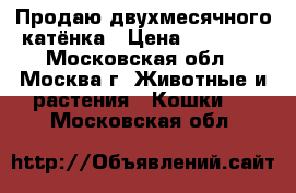 Продаю двухмесячного катёнка › Цена ­ 20 000 - Московская обл., Москва г. Животные и растения » Кошки   . Московская обл.